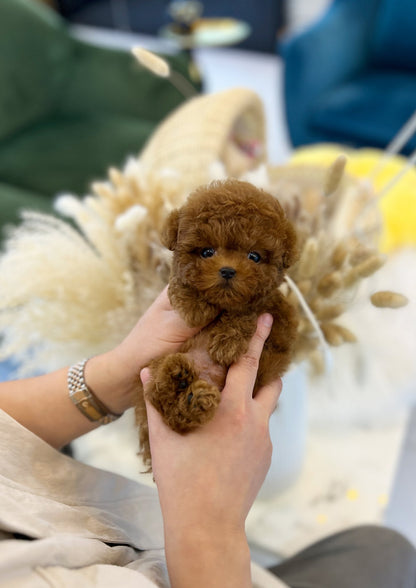 Poodle - Yom(Male) - Beautiful puppy teacup puppy with adorable features available for adoption from Velydog