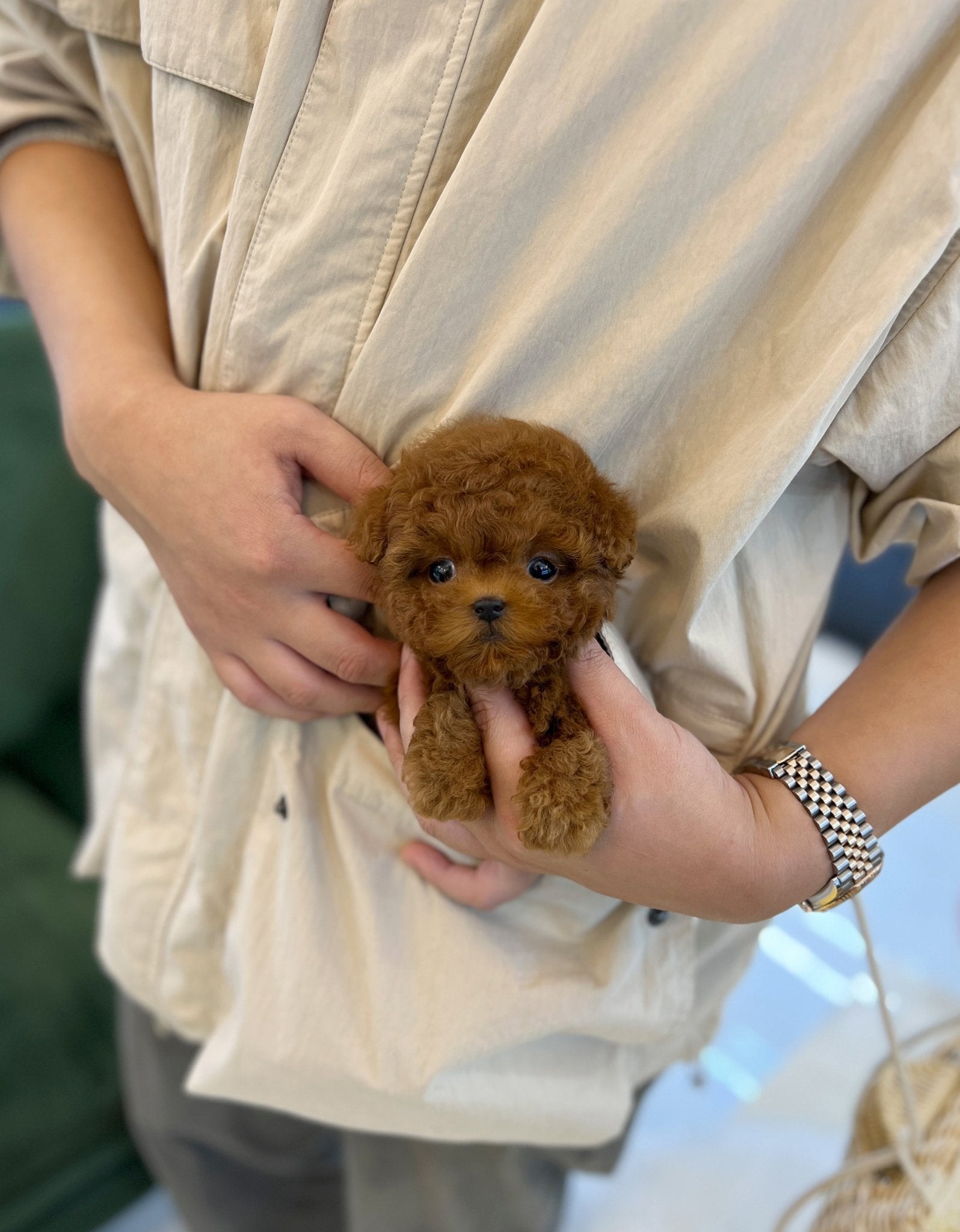 Poodle - Yom(Male) - Beautiful puppy teacup puppy with adorable features available for adoption from Velydog