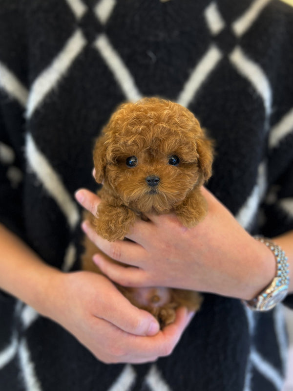 Poodle - Yoyo - Beautiful puppy teacup puppy with adorable features available for adoption from Velydog