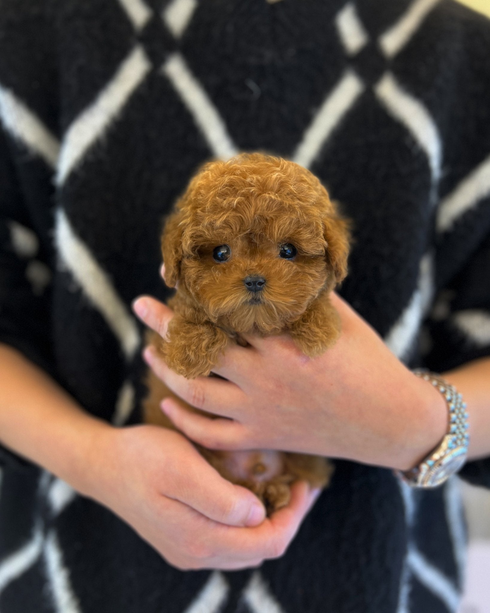 Poodle - Yoyo - Beautiful puppy teacup puppy with adorable features available for adoption from Velydog