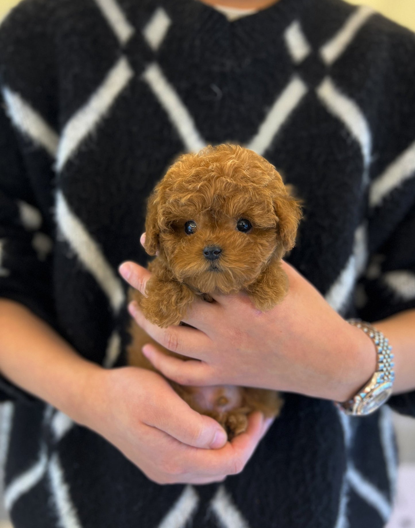 Poodle - Yoyo - Beautiful puppy teacup puppy with adorable features available for adoption from Velydog