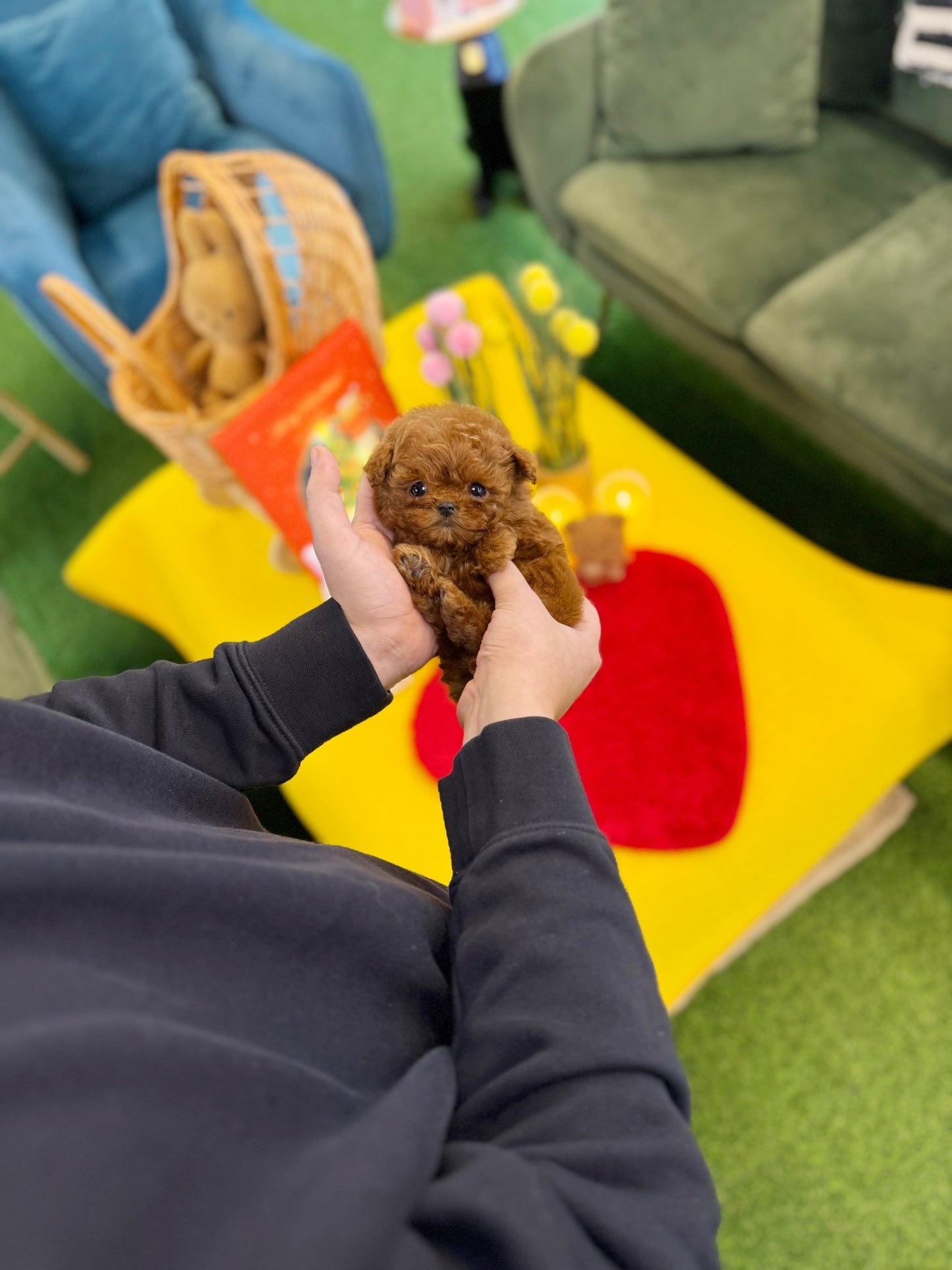 Poodle - Yoyo(Female) - Beautiful puppy teacup puppy with adorable features available for adoption from Velydog