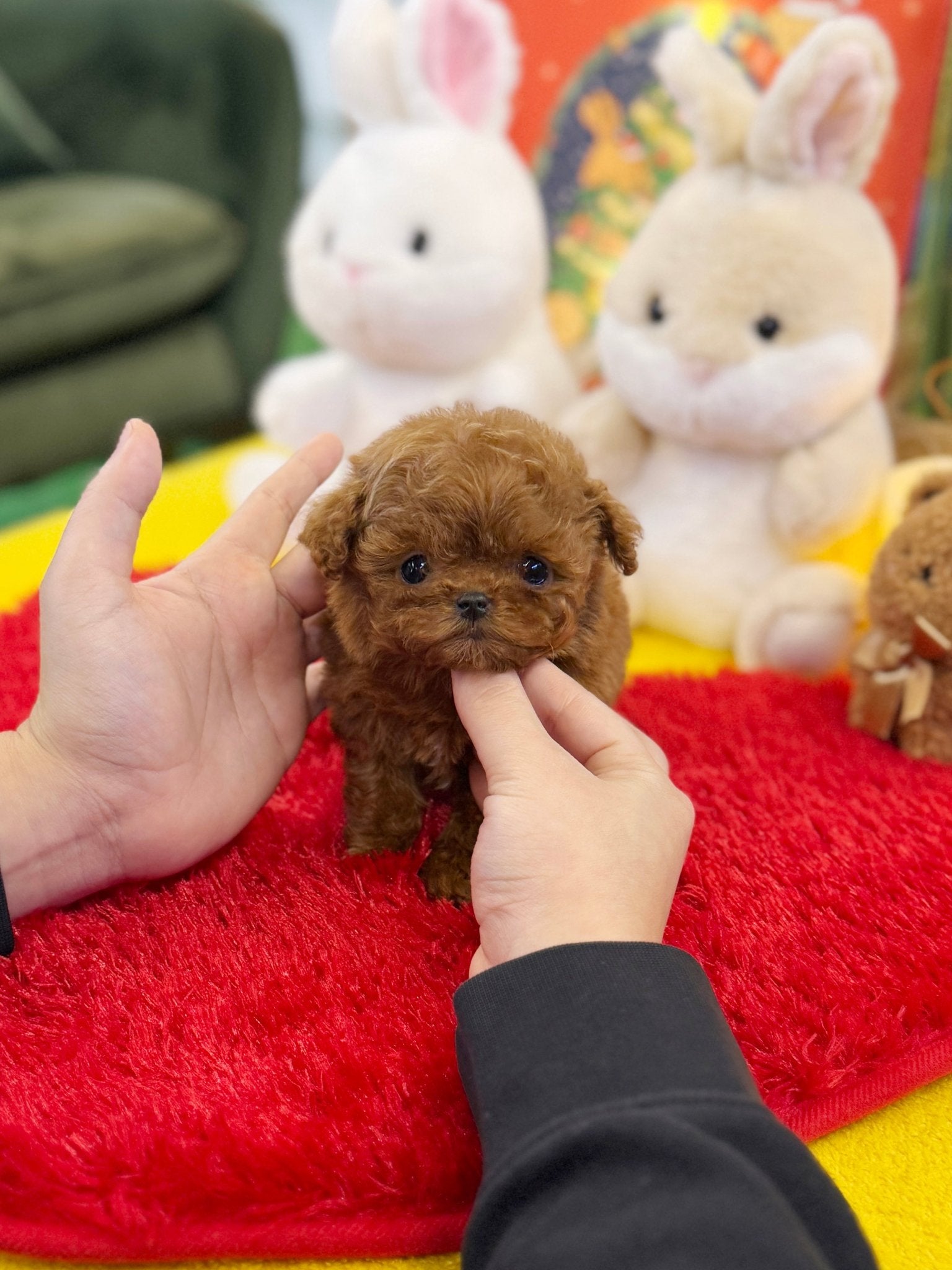 Poodle - Yoyo(Female) - Beautiful puppy teacup puppy with adorable features available for adoption from Velydog