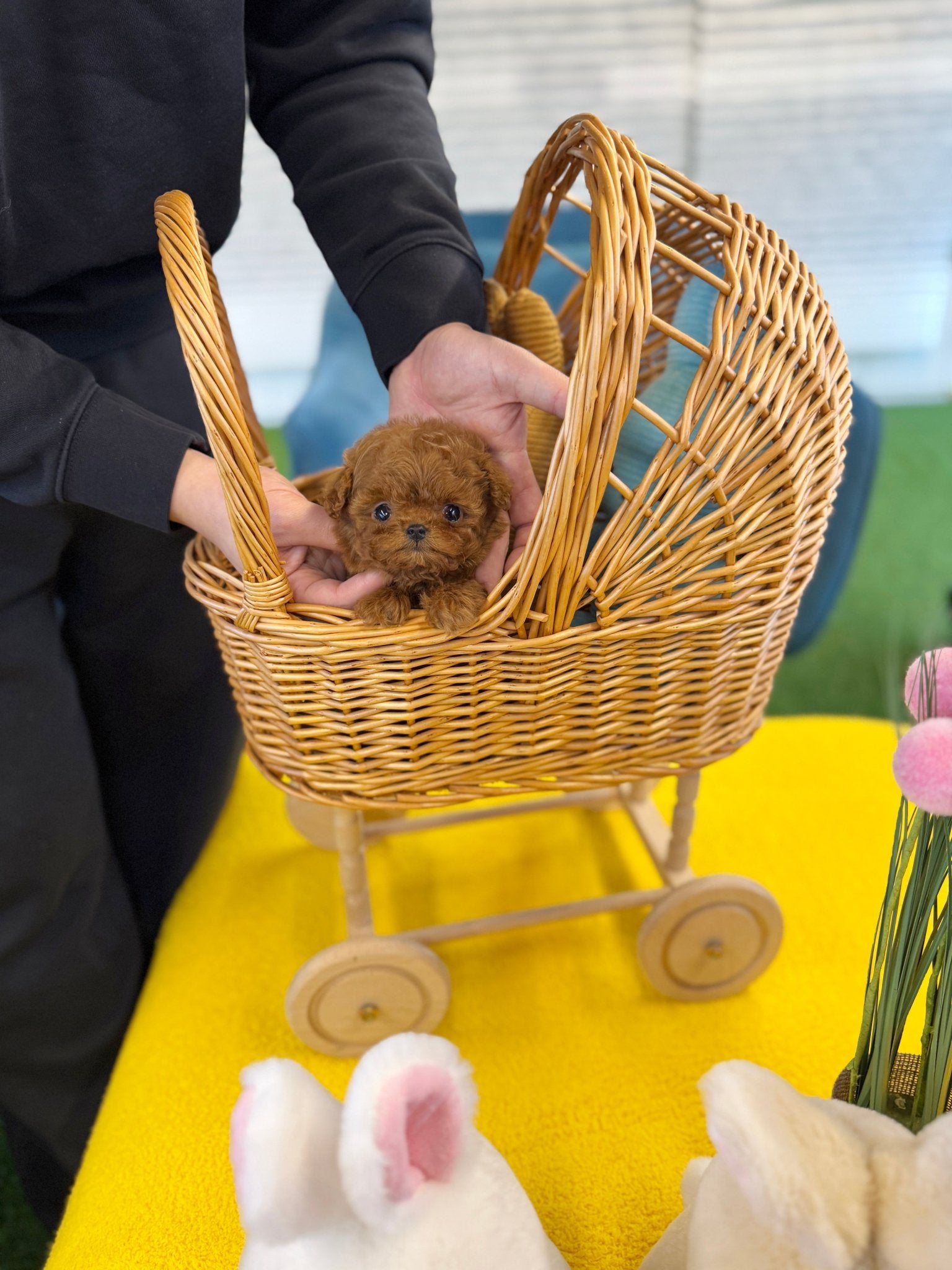 Poodle - Yoyo(Female) - Beautiful puppy teacup puppy with adorable features available for adoption from Velydog