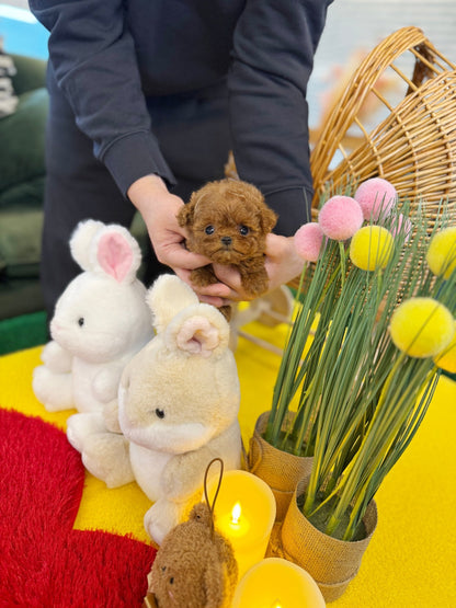 Poodle - Yoyo(Female) - Beautiful puppy teacup puppy with adorable features available for adoption from Velydog