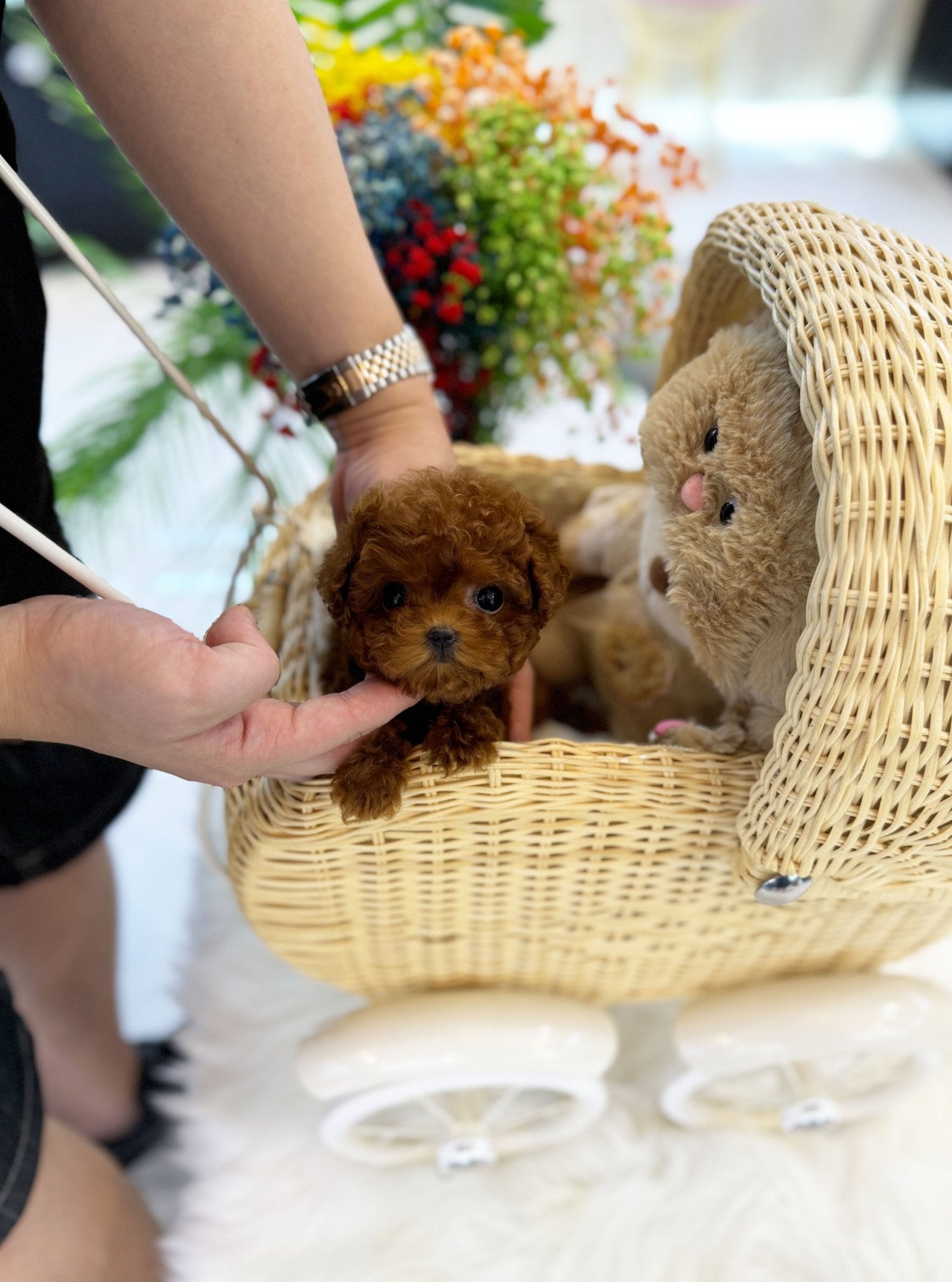 Poodle - Yuki(Female) - Beautiful puppy teacup puppy with adorable features available for adoption from Velydog