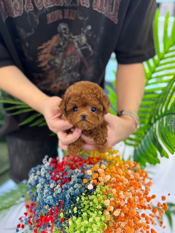 Poodle - Yuki(Female) - Beautiful puppy teacup puppy with adorable features available for adoption from Velydog