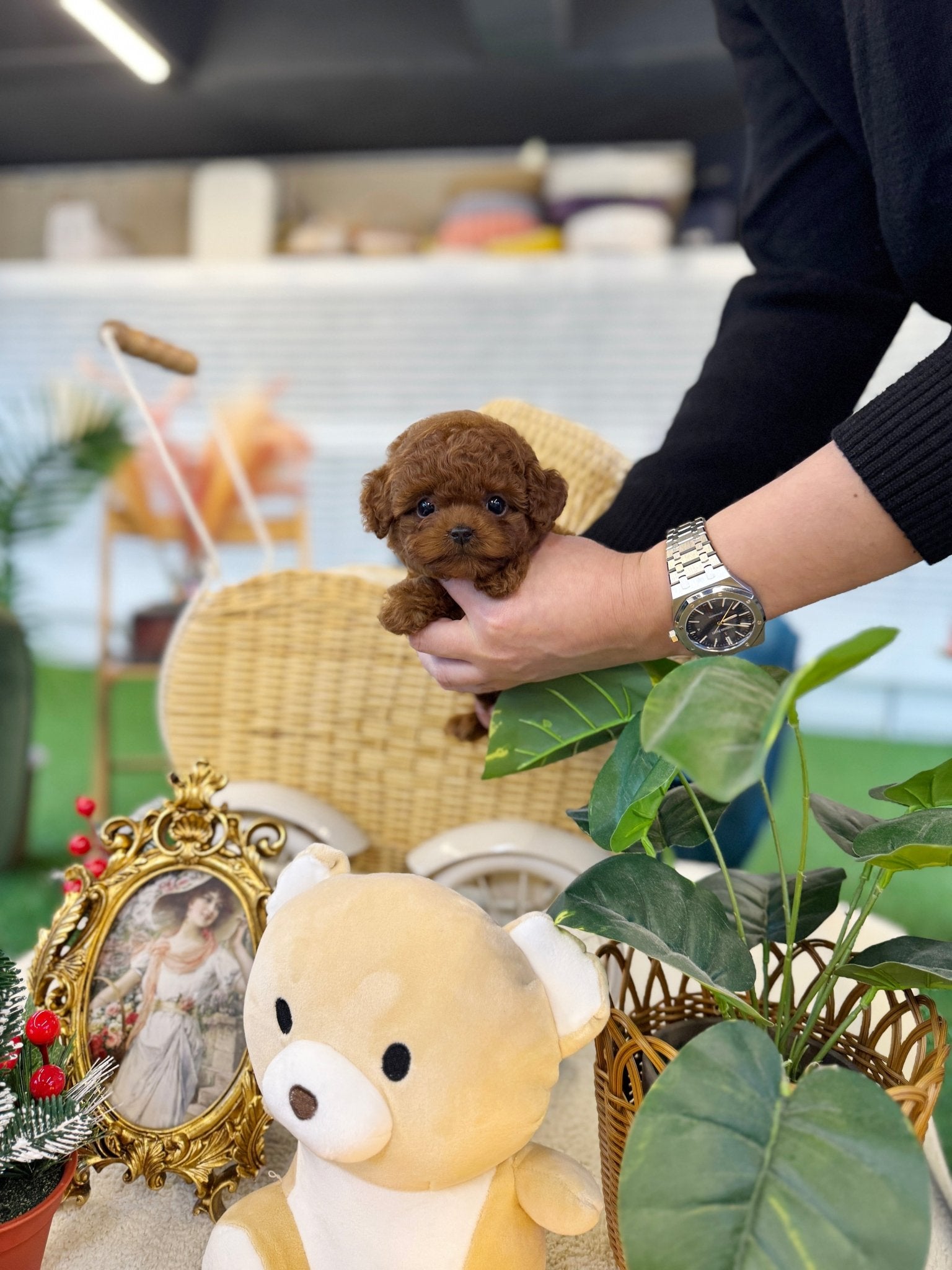 Poodle - Zelda(Male) - Beautiful puppy teacup puppy with adorable features available for adoption from Velydog