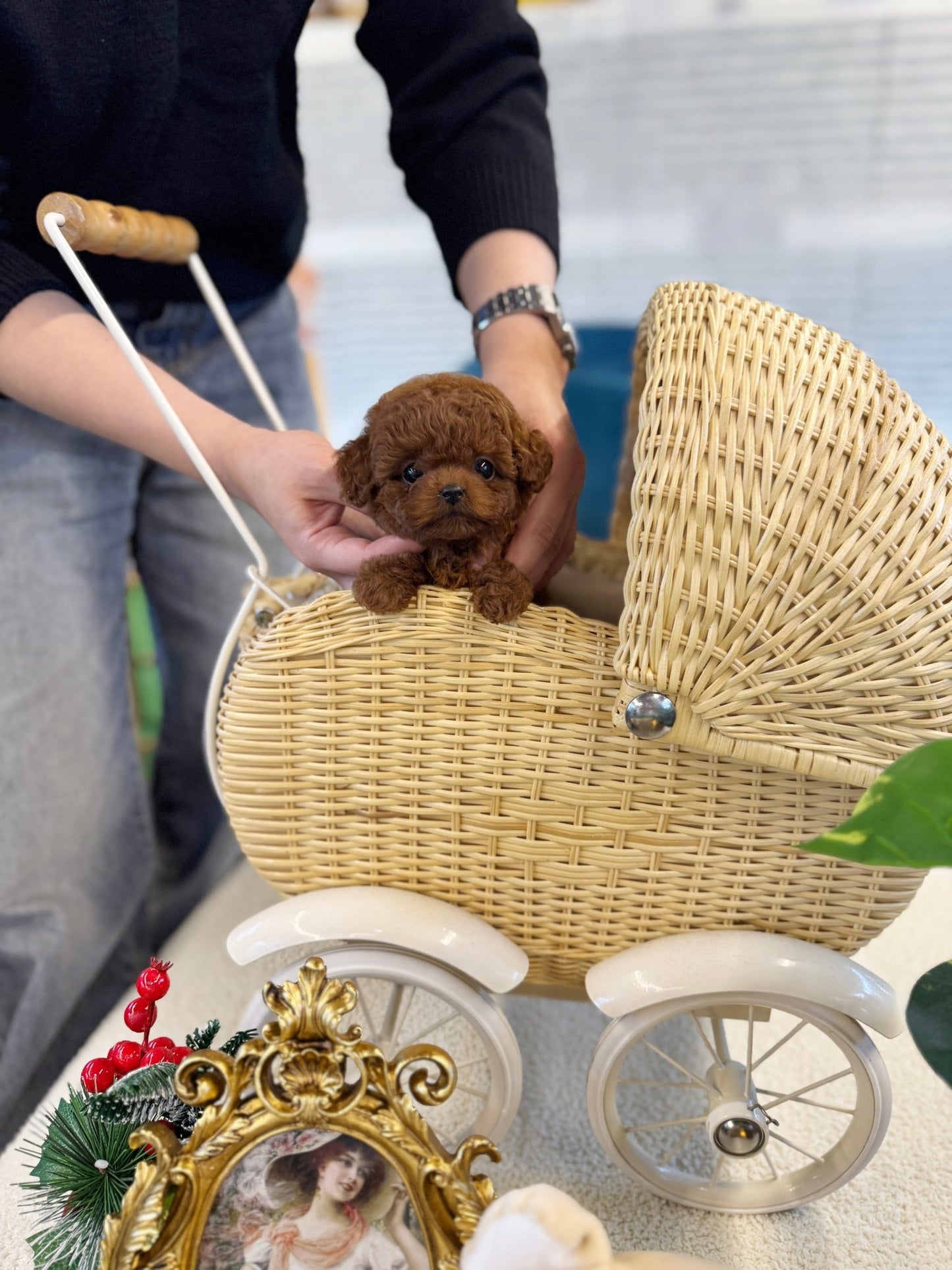 Poodle - Zelda(Male) - Beautiful puppy teacup puppy with adorable features available for adoption from Velydog