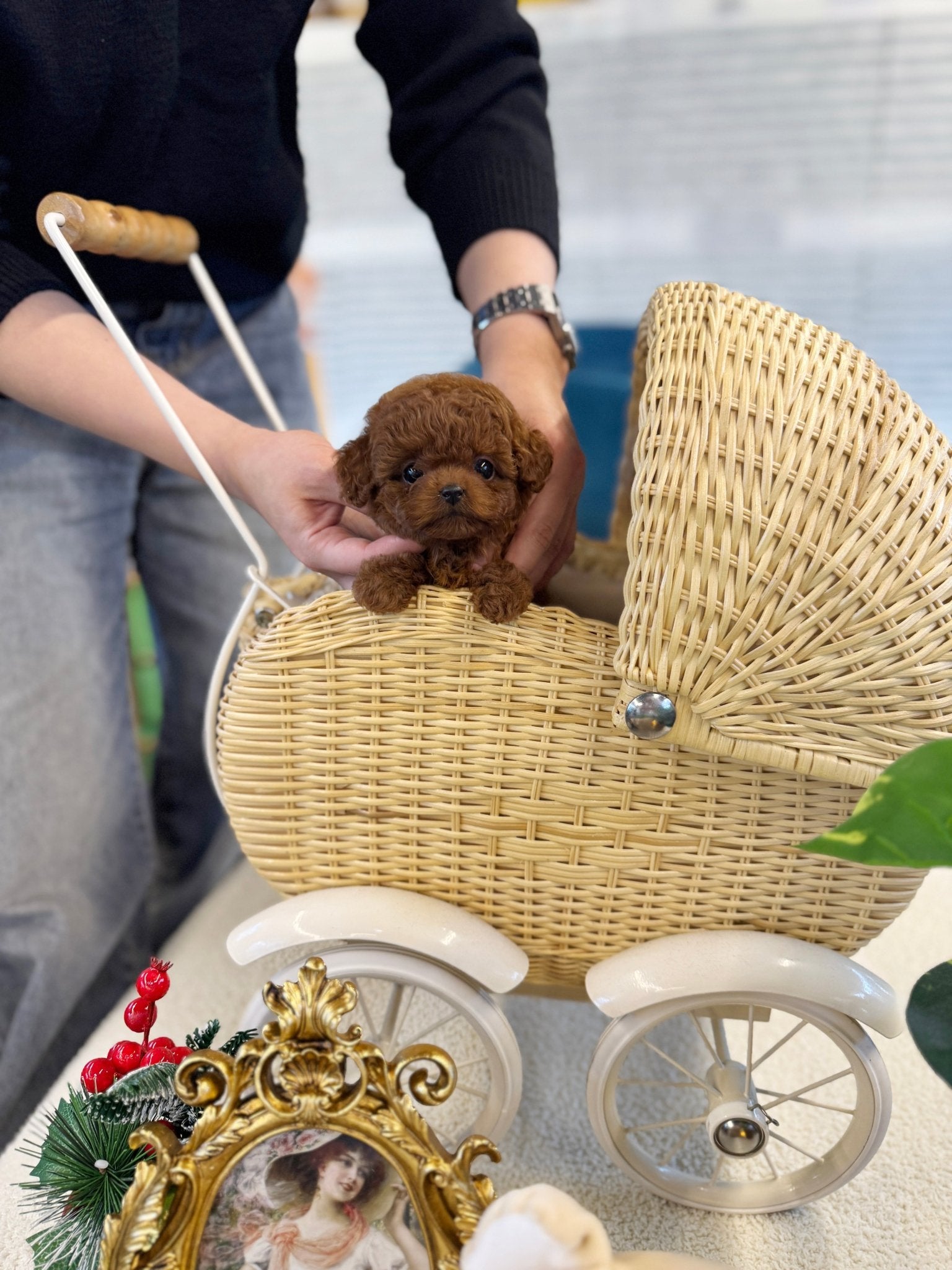 Poodle - Zelda(Male) - Beautiful puppy teacup puppy with adorable features available for adoption from Velydog