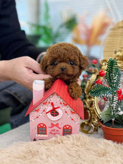 Poodle - Zelda(Male) - Beautiful puppy teacup puppy with adorable features available for adoption from Velydog
