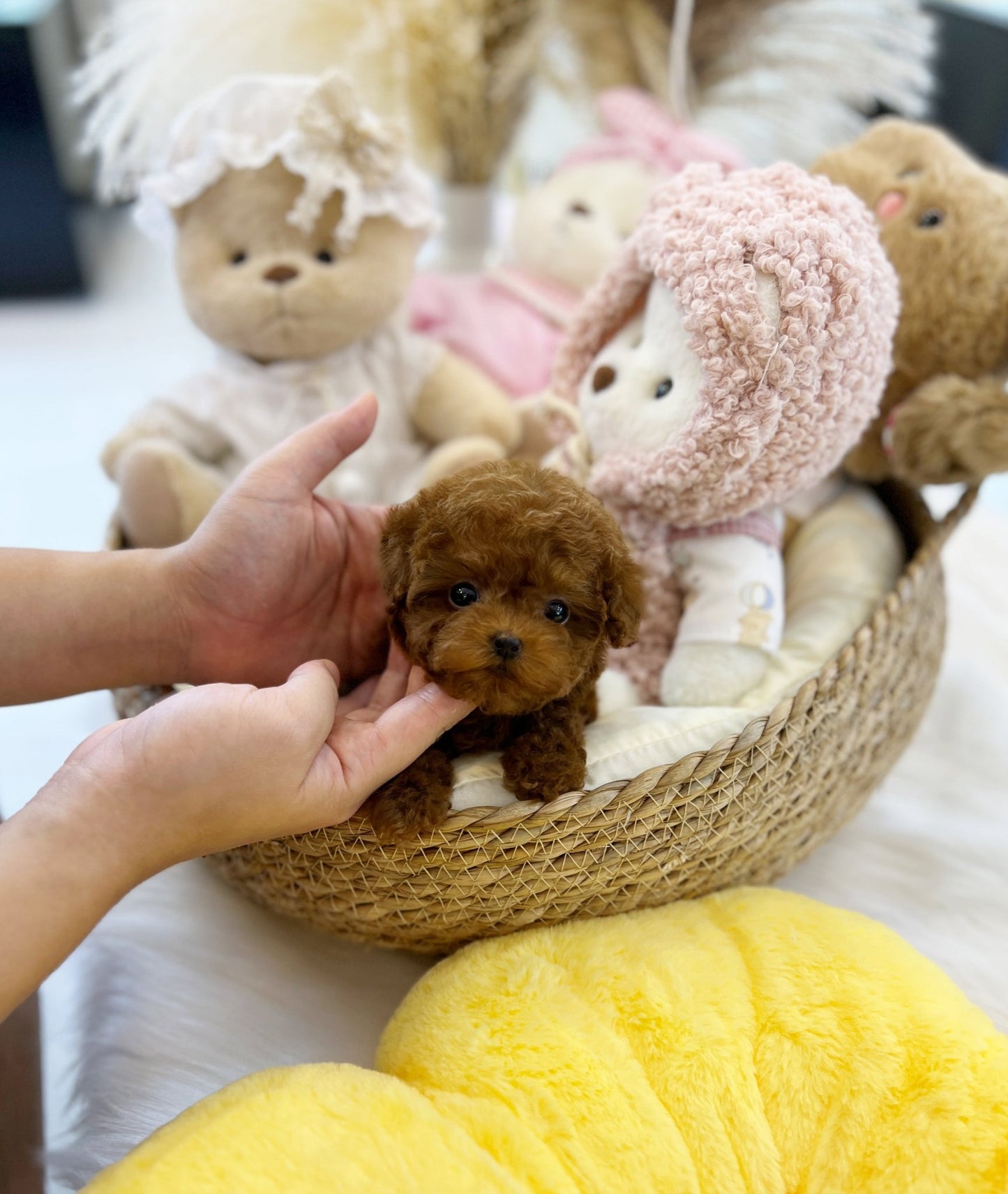 Poodle - Zuri(Male) - Beautiful puppy teacup puppy with adorable features available for adoption from Velydog