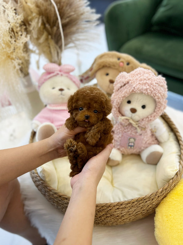 Poodle - Zuri(Male) - Beautiful puppy teacup puppy with adorable features available for adoption from Velydog