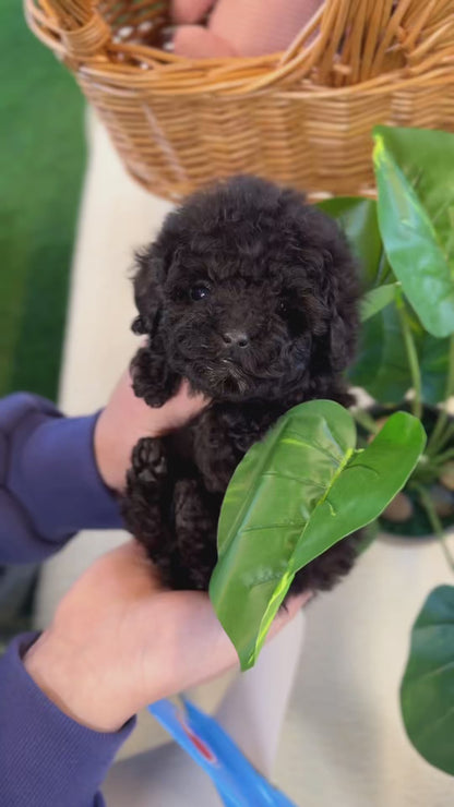 Black Poodle - Noodle(Female)