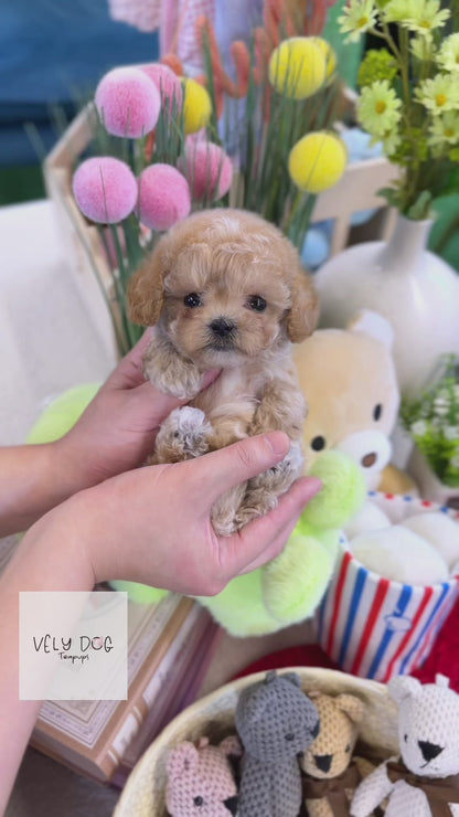 Maltipoo - Pokey(Female)