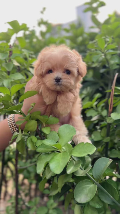 Maltipoo - Linda(Female)