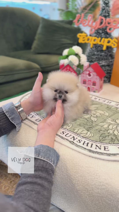 Pomeranian - Vanilla(Female)