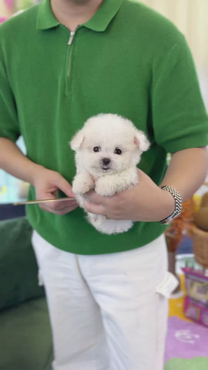 Mini Bichon Frise - Arong(Female)