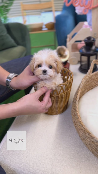 Maltipoo - Hanma(Male)