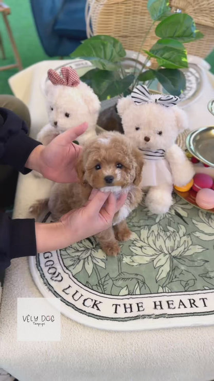 Golden Doodle - Indie(Female)