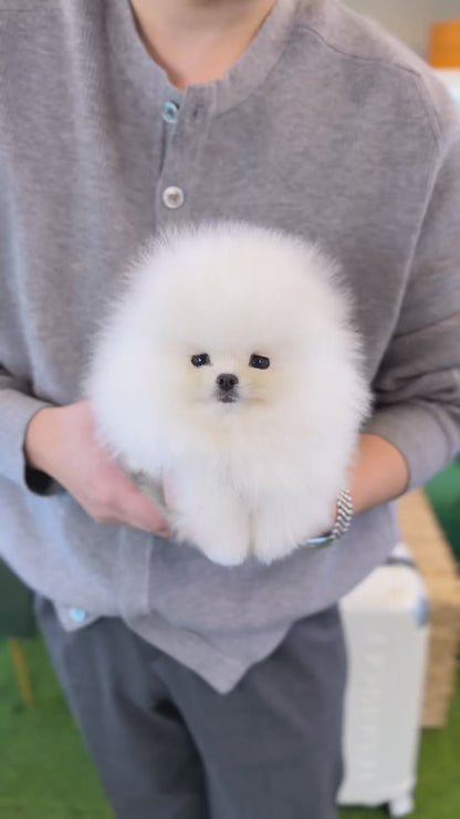 Pomeranian - Chiky(Male)