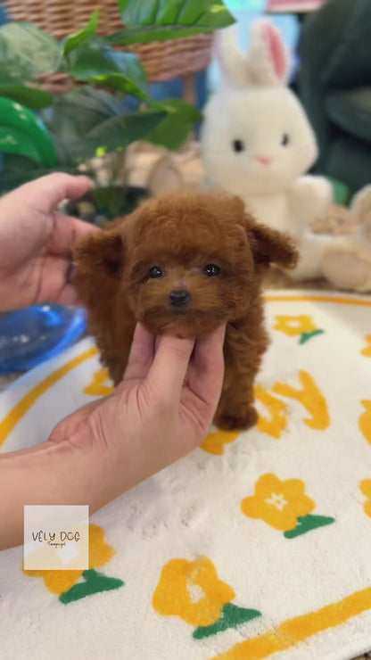 Poodle - Ava(Female)