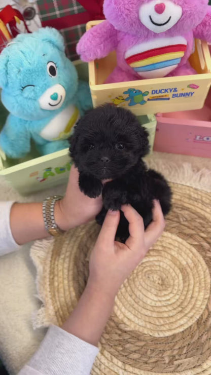 Maltipoo - Pocket(Female)