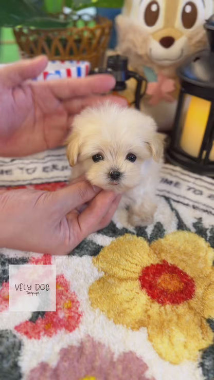 Maltipoo - Yoshi(Female)