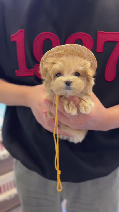 Maltipoo - Doki(Female)