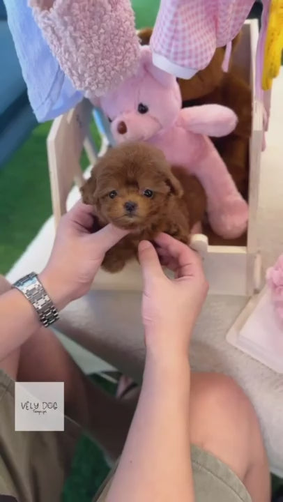 Maltipoo - Tororo(Female)