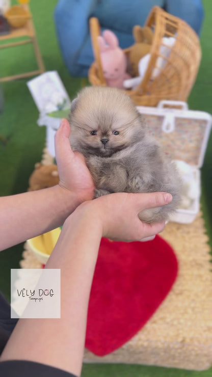 Pomeranian - Celly(Female)