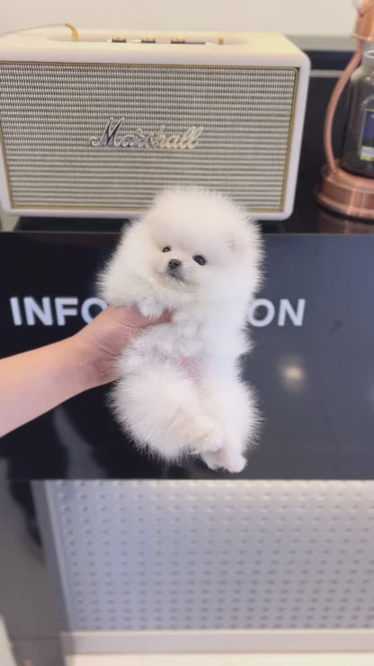 Pomeranian - Pera