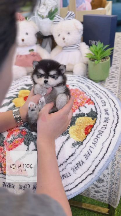 Pomsky - Romeo(Male)