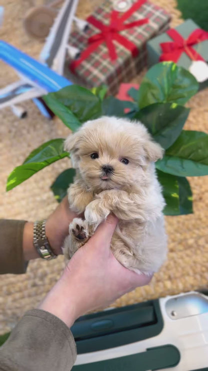 Maltipoo - Ive(Female)