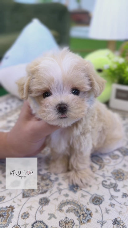 Maltipoo - Berry(Female)