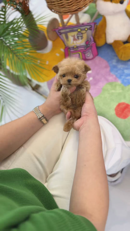 Maltipoo - Pudding(Female)