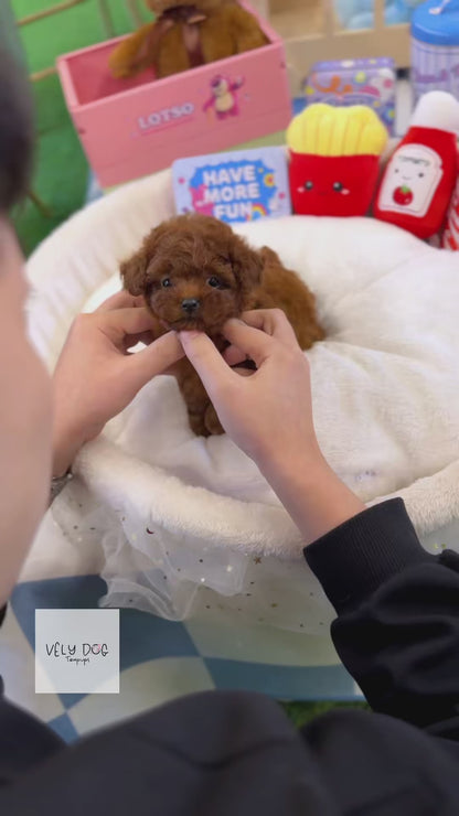 Poodle - Honey(Female)