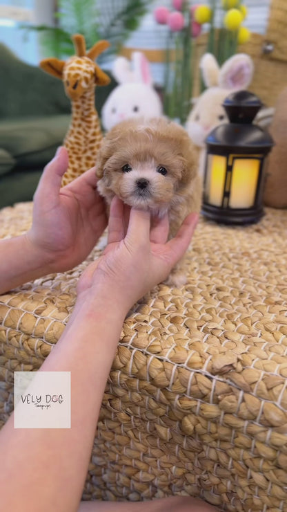 Maltipoo - Arlo(Female)