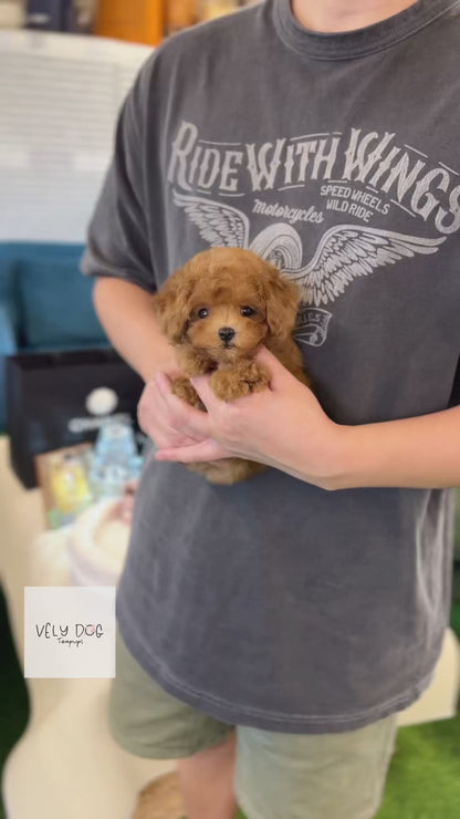 Poodle - Prada(Female))