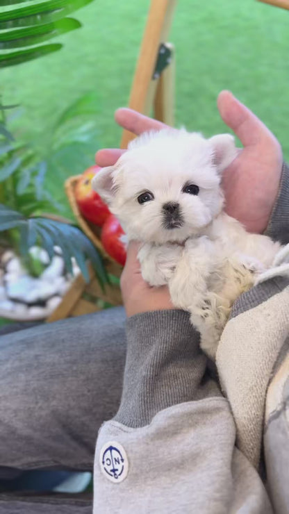 Maltese - Roxy(Female)