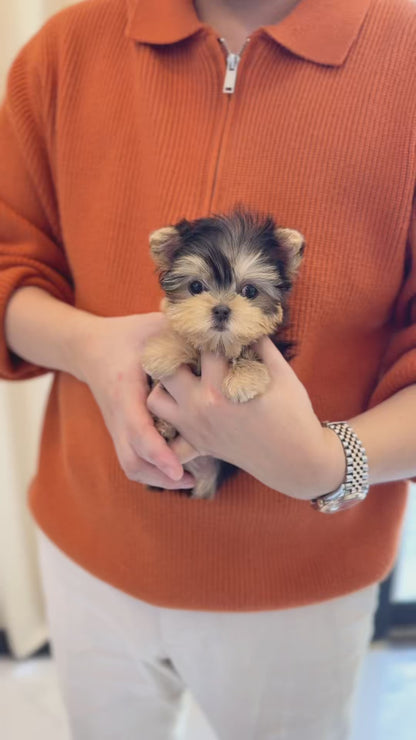 Yorkshire Terrier - Mimi(Female)