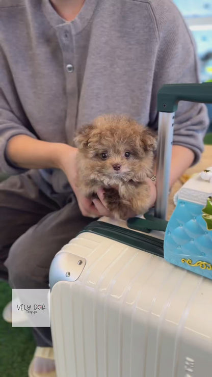 Maltipoo - Kirby(Female)