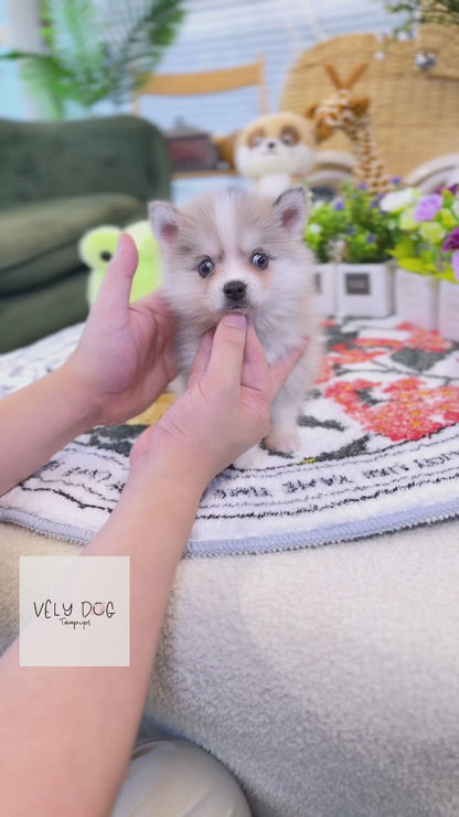 Pomsky - Coach(Female)