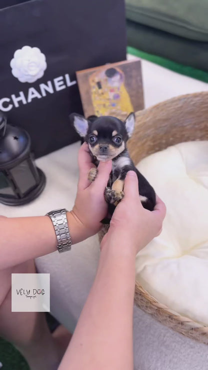 Chihuahua - Piana(Female)