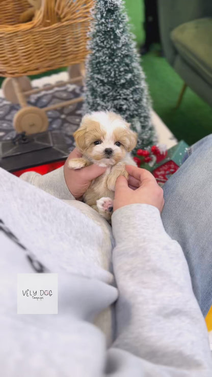 Maltipoo - Dambee(Female)