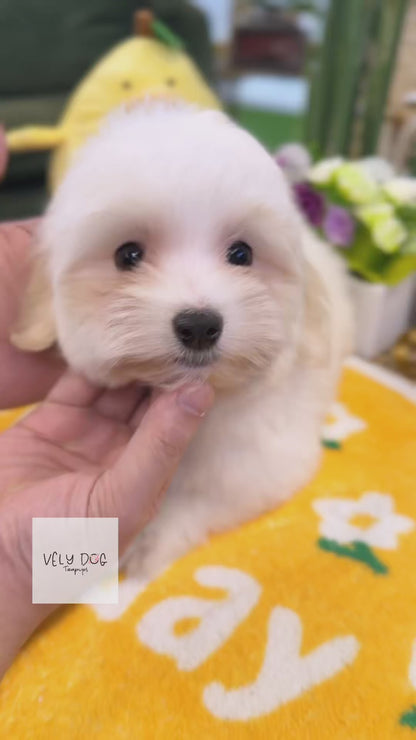 Coton de Tulear  - Moon(Male)