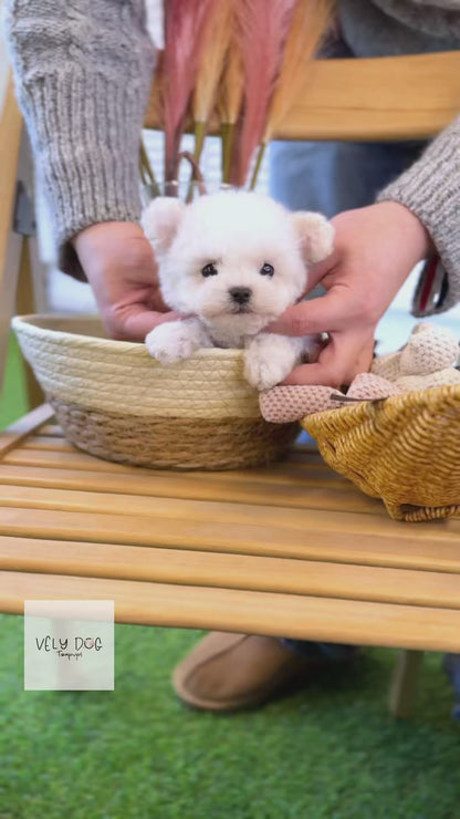 Bichon Frise - Louie(Female)