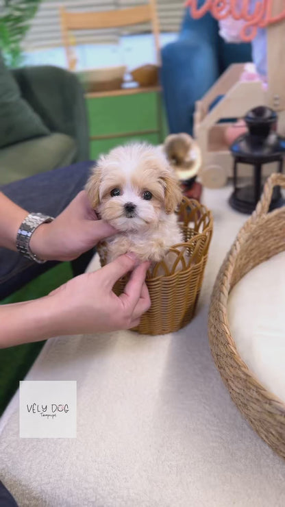 Maltipoo - Hanma(Male)