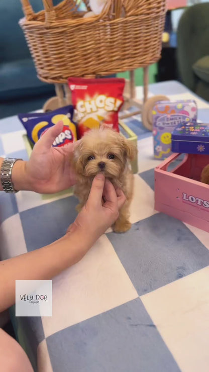 Maltipoo - Lilky(Female)