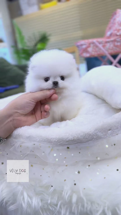 Pomeranian - Chaka(Male)